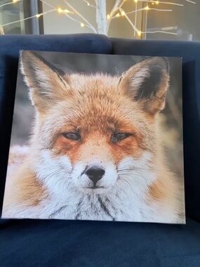 EUC: BouClair Art Home Decor Canvas Print of a Fox Face Close-Up 12 x 12 x 1.5”
